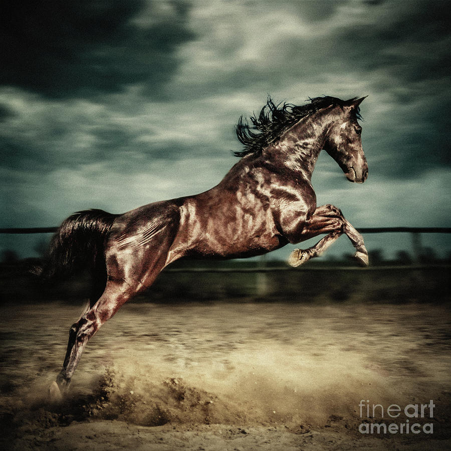 Beautiful wild stallion jumping in dust Equestrian photography on the stormy Photograph by Dimitar Hristov