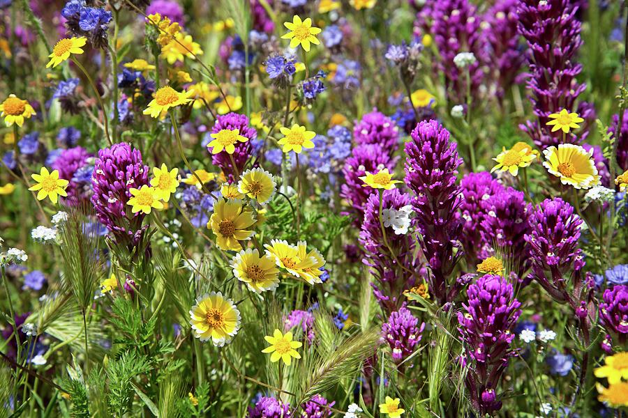 Beautiful Wildflower Mix at Oak Gken Preserve Photograph by Lynn Bauer
