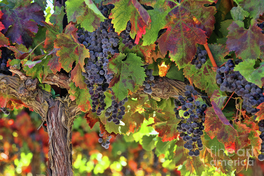 Beautiful Wine on the Vine Tuscan Styled Fall Colored Vineyard Photograph by Stephanie Laird