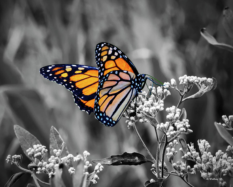 Beautiful Wings - Color Select Digital Art by Brian Wallace