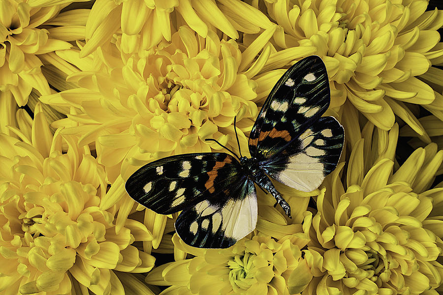 Still Life Photograph - Beautiful Wings On Yellow Mums by Garry Gay