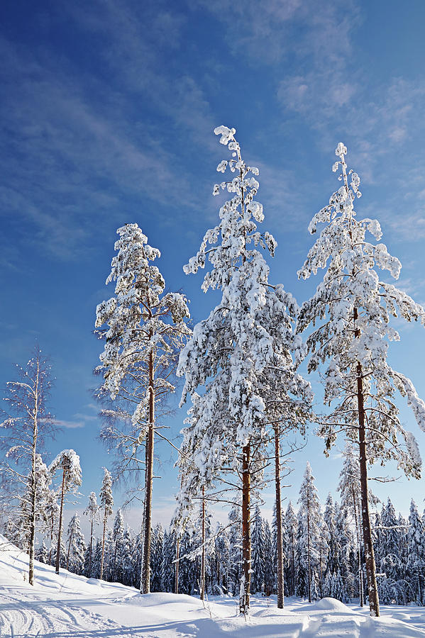 Beautiful winter landscape with snow covered trees