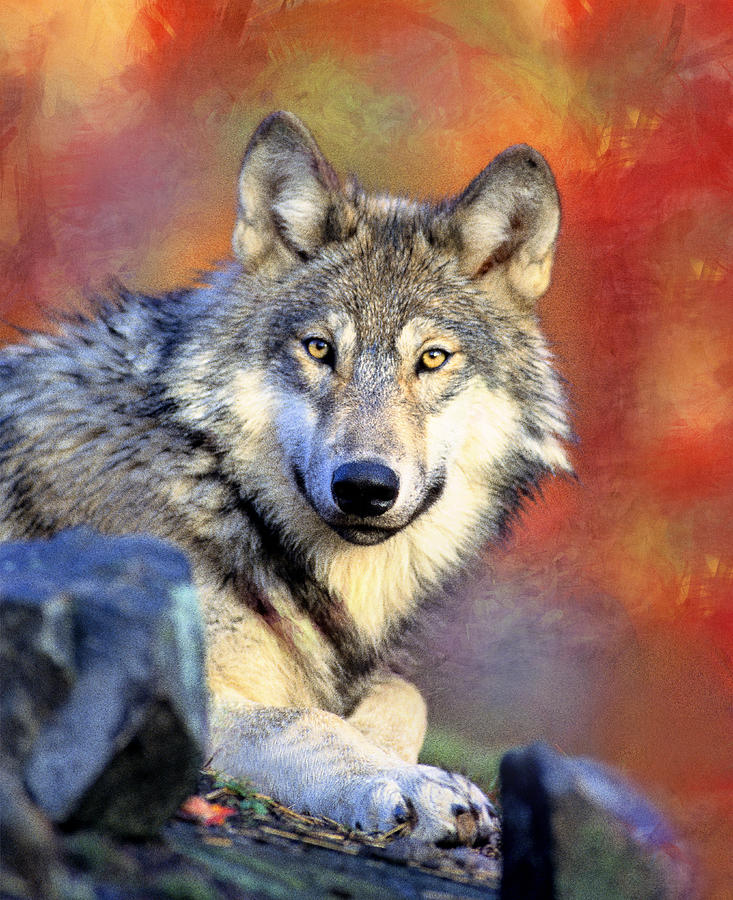 Nature Photograph - Beautiful Wolf Art by Georgiana Romanovna