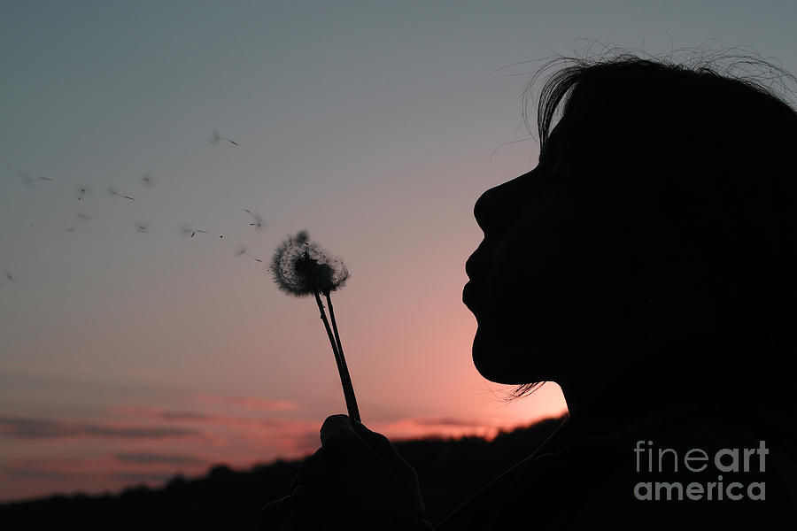blowing dandelion photography