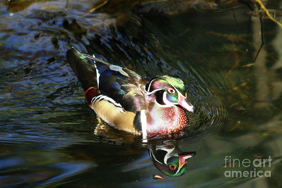 Beautiful Wood Duck Photograph by Christiane Schulze Art And Photography