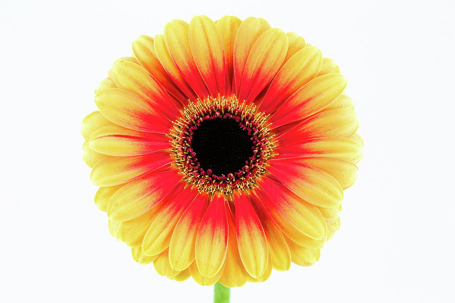 Beautiful Yellow And Red Gerbera Flower Photograph by