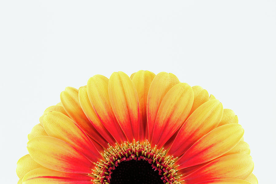 Nature Photograph - Beautiful Yellow And Red Gerbera by Henning Marquardt