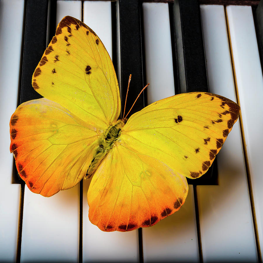 Beautiful Yellow Butterfly On Keys Photograph by Garry Gay
