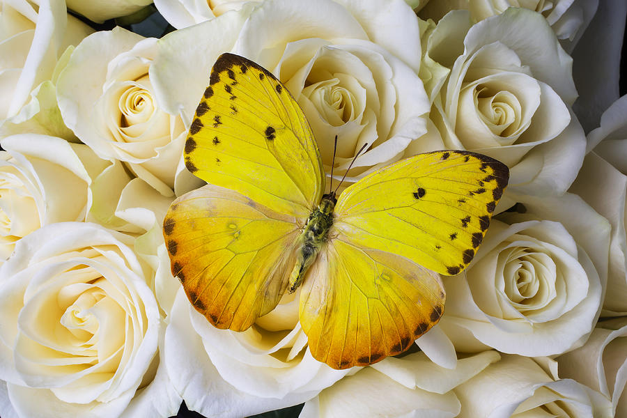 Beautiful Yellow Butterfly On Roses Photograph by Garry Gay