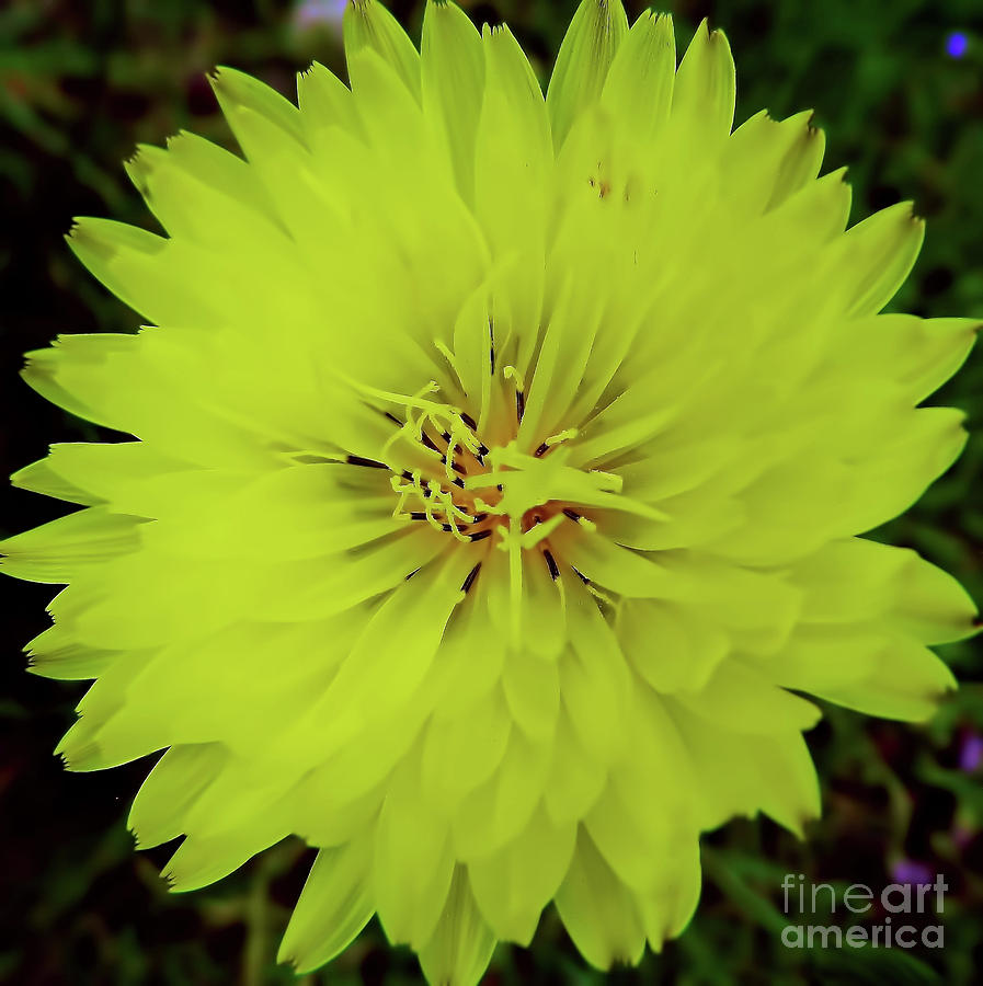 Beautiful - Yellow - Dandelion Photograph by D Hackett