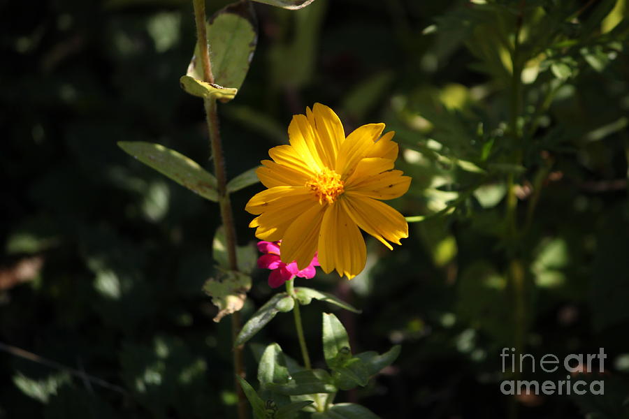 Beautiful Yellow Flower Photograph by Tommy Baker