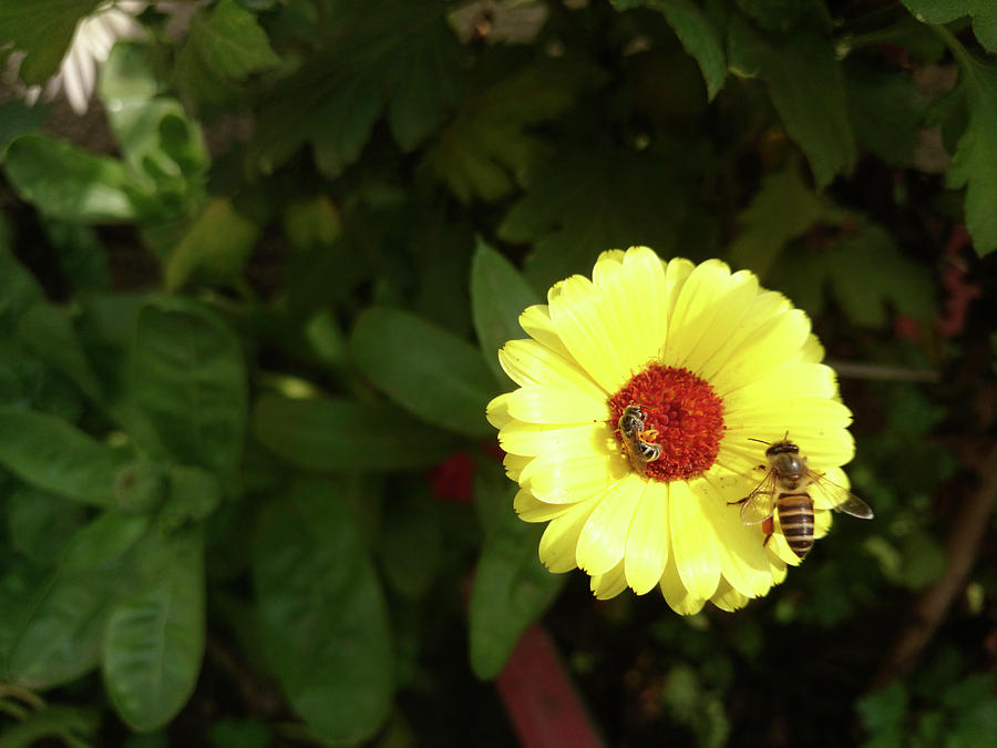 Beautiful yellow flower with small bee Photograph by Ashish Agarwal