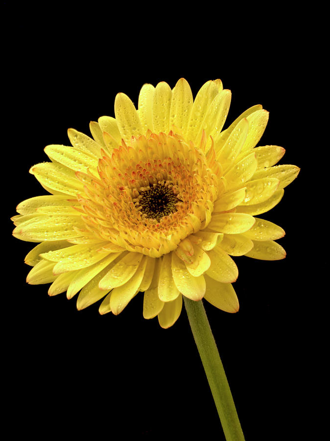 Daisy Photograph - Beautiful Yellow Gerbera by Jean Noren