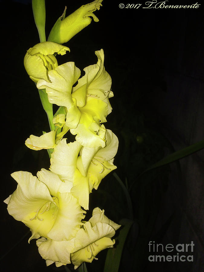 Beautiful yellow gladiolus at night Photograph by Tomas Benavente ...