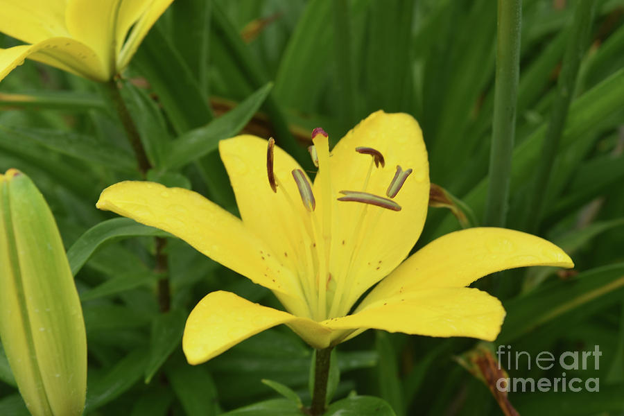 Beautiful Yellow Lily in a Garden During Spring Photograph by DejaVu Designs