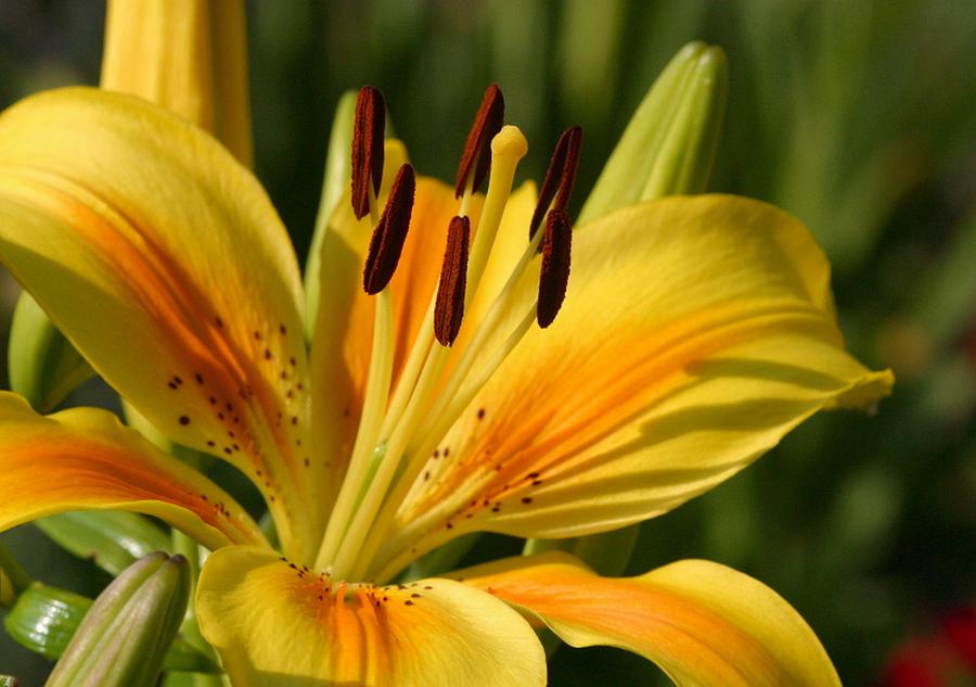 Beautiful Yellow Lily Photograph by Taiche Acrylic Art