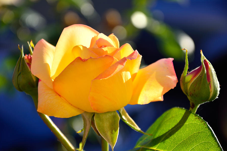 Beautiful Yellow Orange Rose Photograph by Serena King