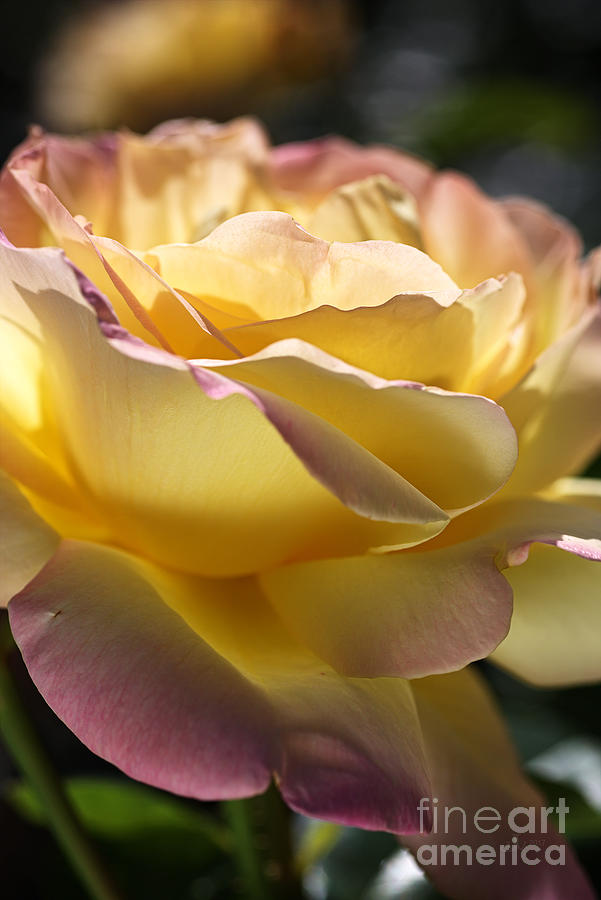 Nature Photograph - Beautiful Yellow  Peace Rose by Joy Watson