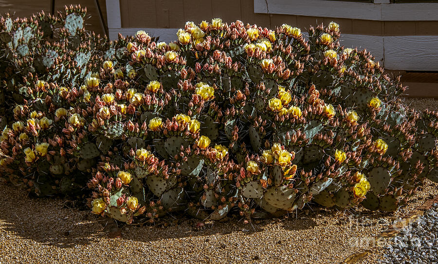 Beautiful Yellow Pickly Pear Cactus Photograph by Robert Bales