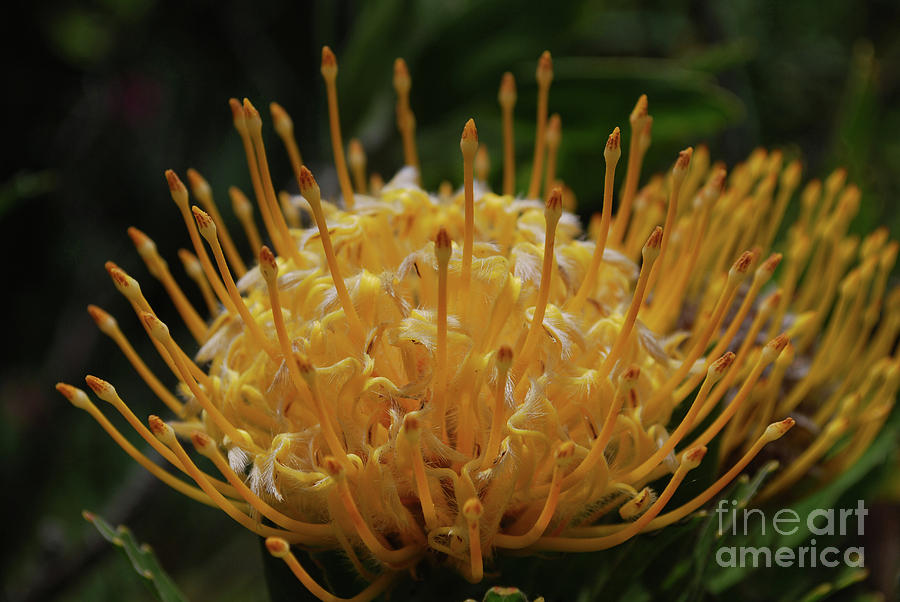 Beautiful Yellow Protea Flower Up Close and Personal Photograph by DejaVu Designs