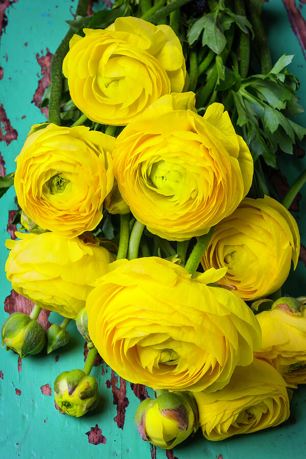 Still Life Photograph - Beautiful Yellow Ranunculus by Garry Gay