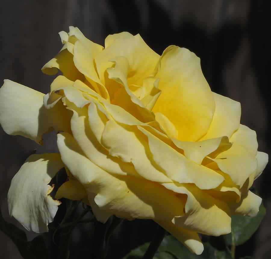 Beautiful Yellow Rose Photograph by Richard Thomas