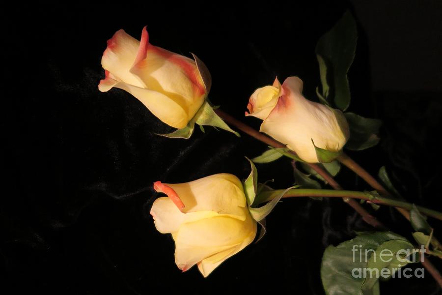Beautiful Yellow Roses 4 Photograph by Tara  Shalton