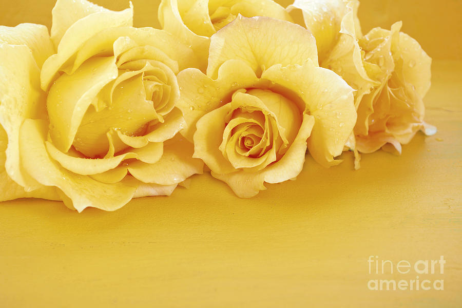 Beautiful Yellow Roses On Rustic Wood Table Photograph By Milleflore Images Fine Art America