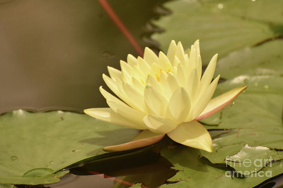 Beautiful Yellow Water Lily in Full Bloom Photograph by DejaVu Designs