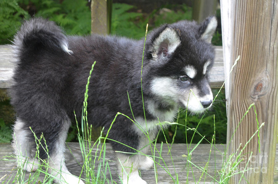 Beautiful Young Alusky Puppy Standing on Stairs  Photograph by DejaVu Designs