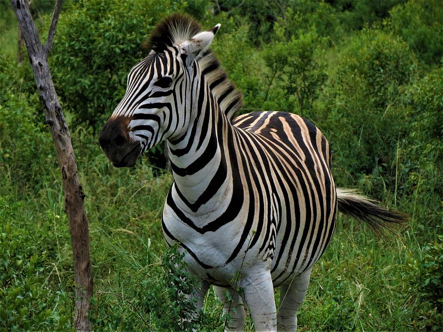 Beautiful Zebra Photograph by Vijay Sharon Govender
