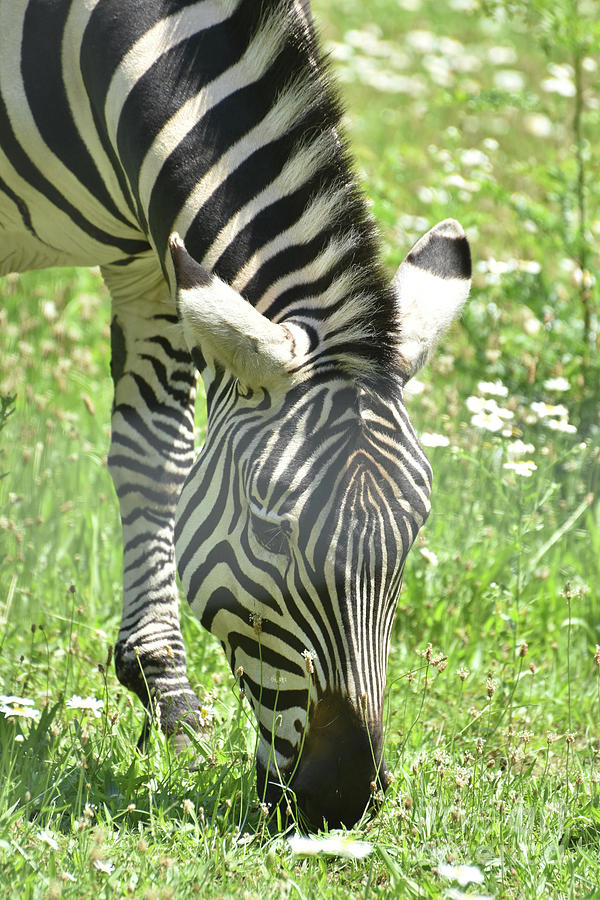 Beautiful Zebra with Gorgeous Marks in Nature Photograph by DejaVu Designs