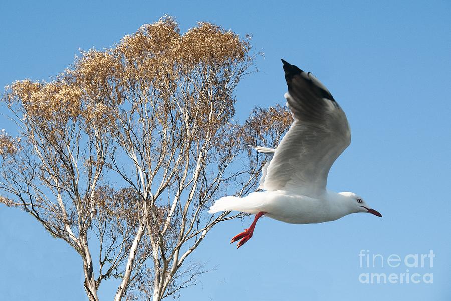 Beautiful Australian Seagull. Exclusive Photo Art. Photograph by Geoff Childs