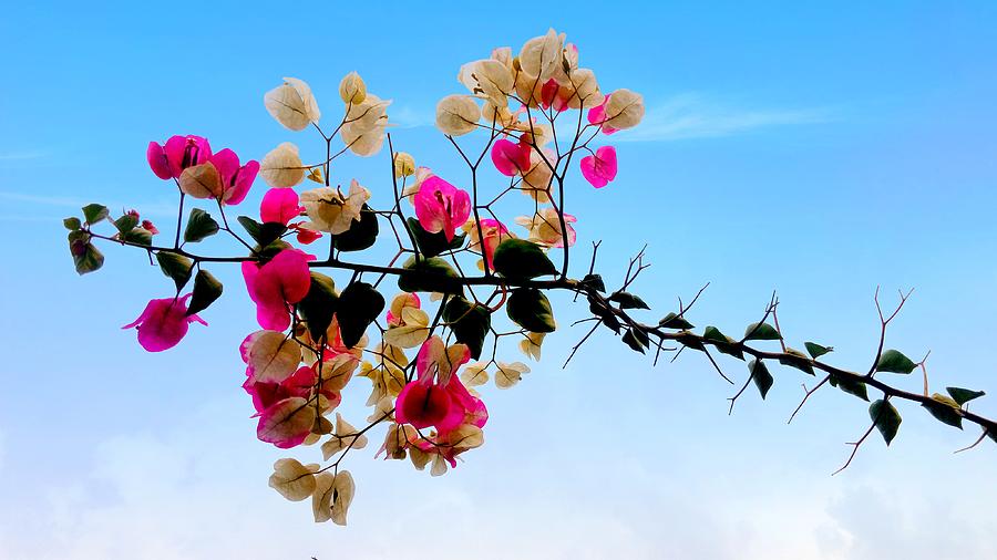 Beautifull Bouquet Photograph by Rajesh Yadav