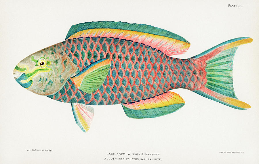 Beautifully Colored Exotic Fish Drawing