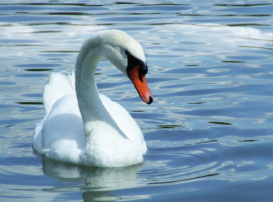 Wildlife Mixed Media - Beautifully Mute Swan by Georgiana Romanovna