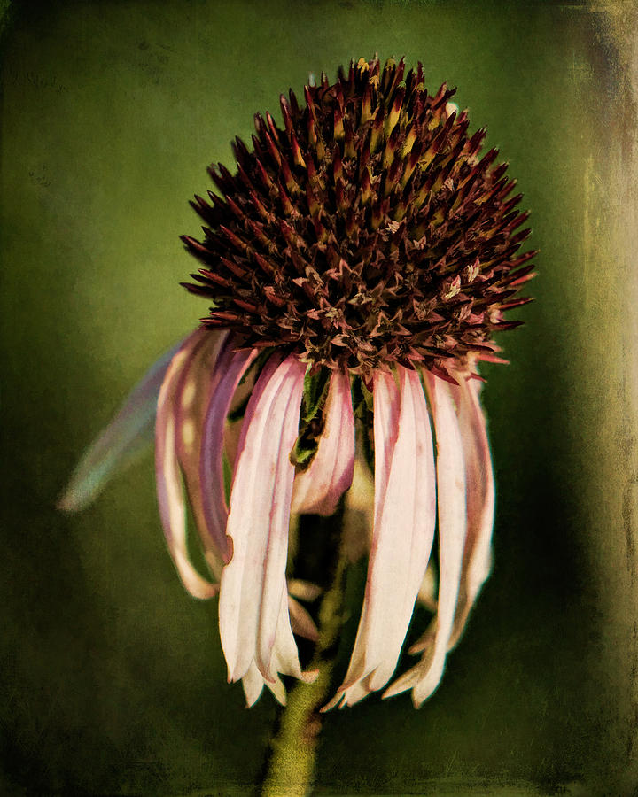 Beautifully Wilted Photograph by Lana Trussell