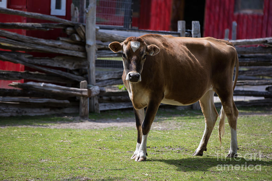 Farm Animals Photograph - Beauty 523 by Olga Photography