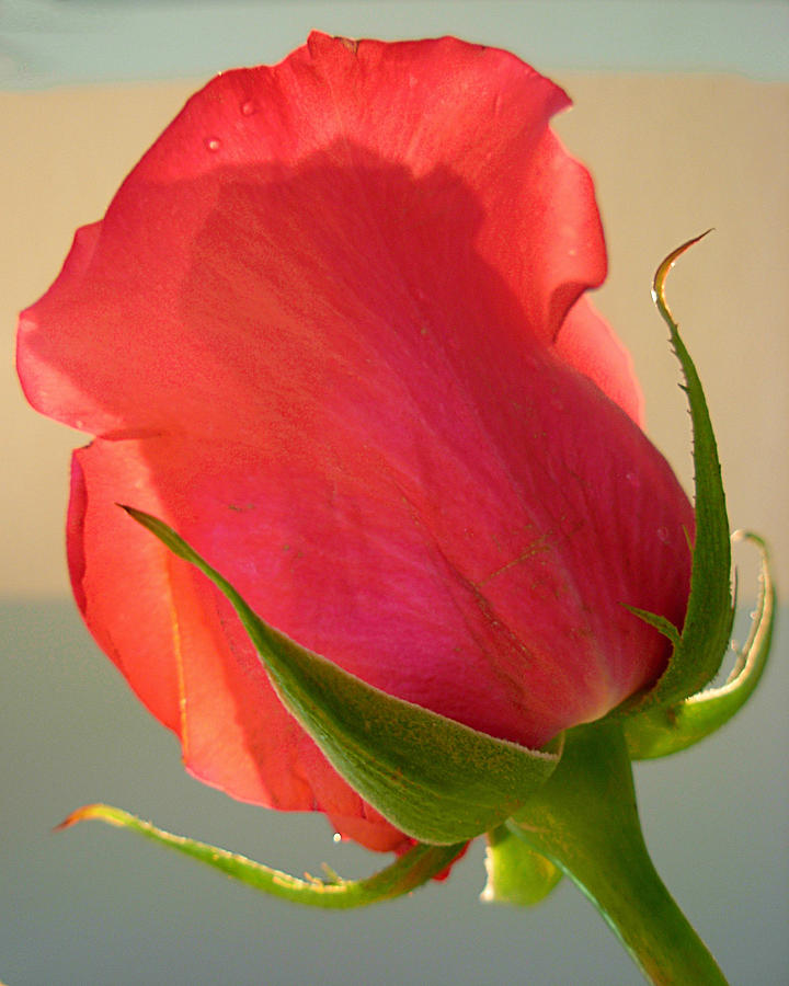 Rose Photograph - Beauty All Around by Amanda Vouglas