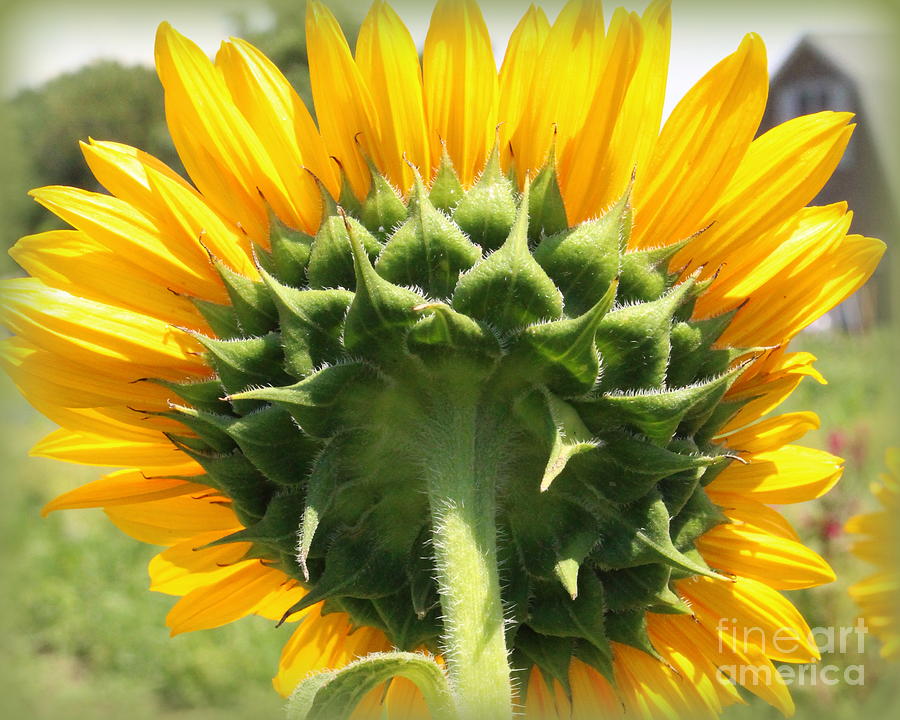 Beauty All Around - Sunflower Photograph by Dora Sofia Caputo