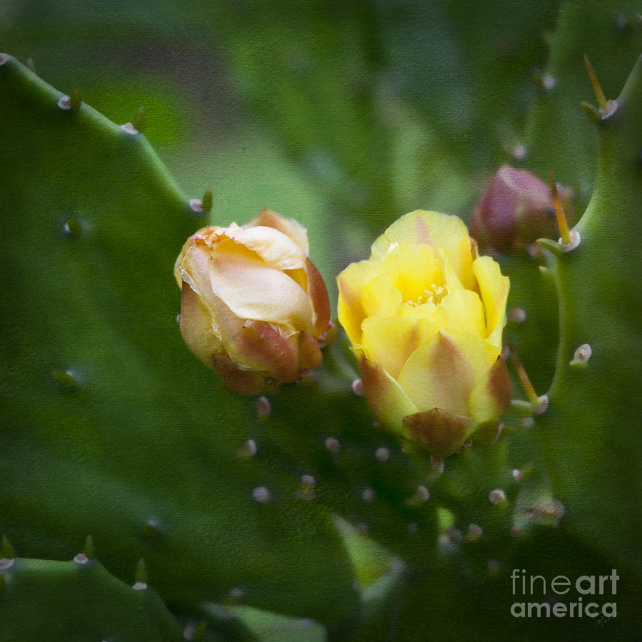 Flower Photograph - Beauty Among Thorns by Diane Macdonald