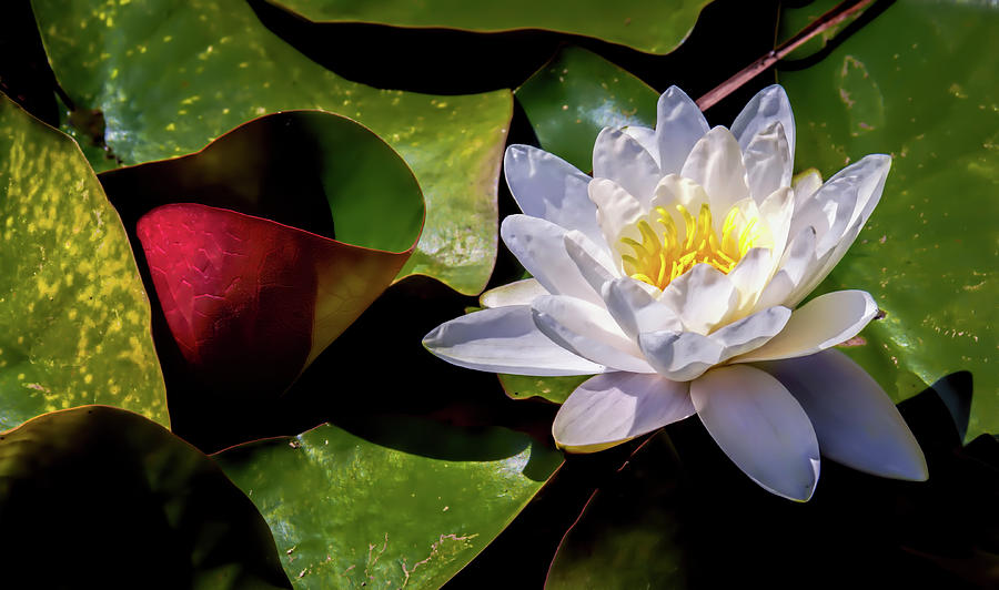 Beauty Amongst The Lily Pads Photograph by Wes Iversen