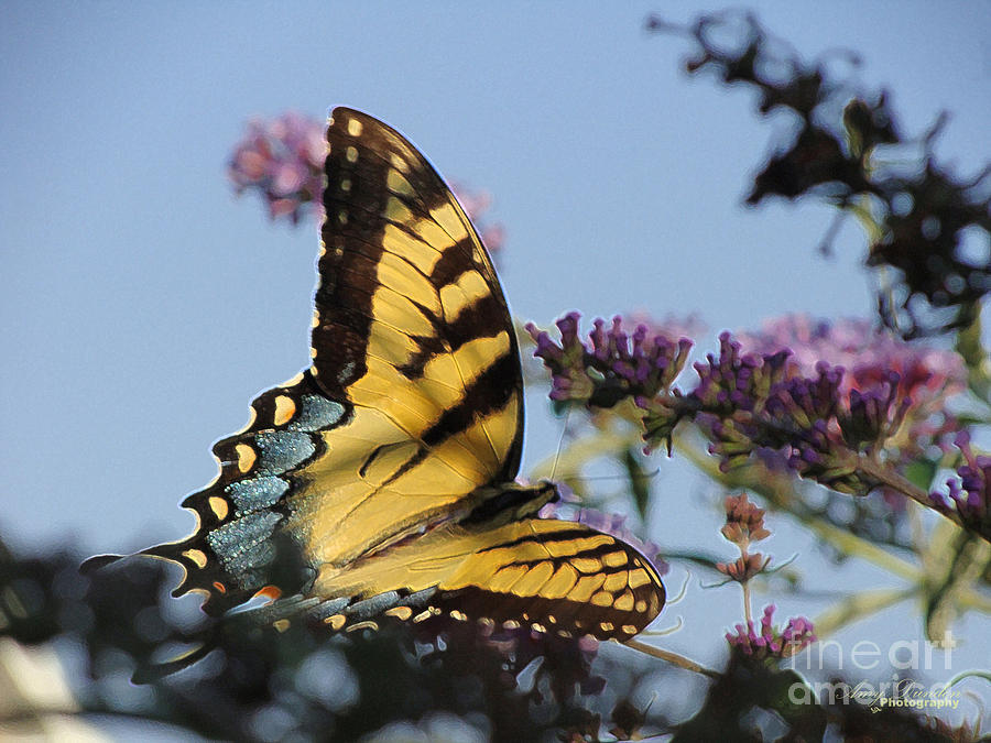 Swallowtail Butterfly Beauty Photograph by Amy Dundon