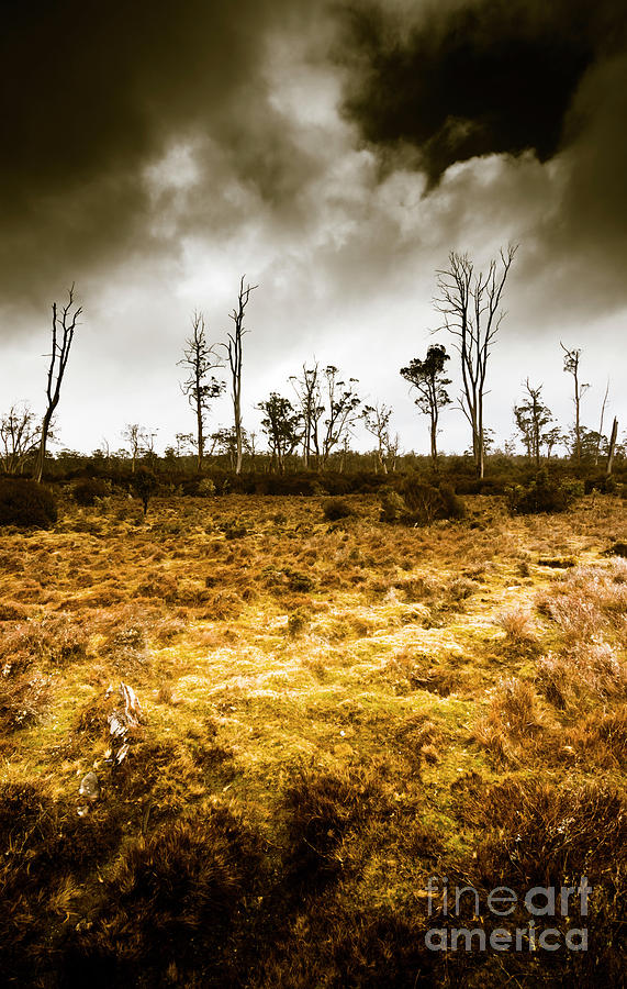 Beauty and barren bushland Photograph by Jorgo Photography