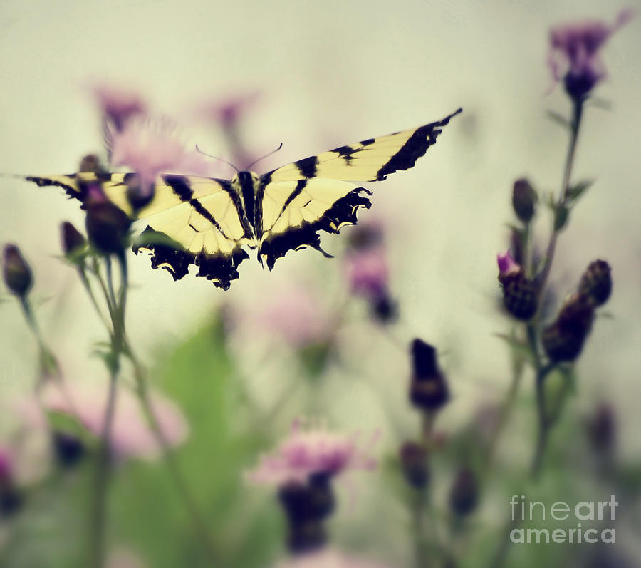 Butterfly Photograph - Beauty and Grace  by Kerri Farley