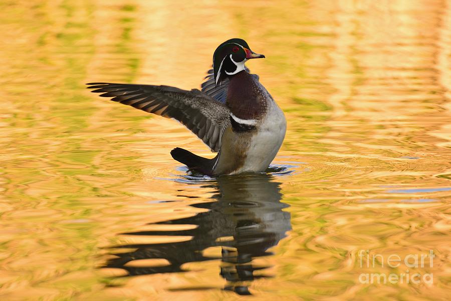 WOOD DUCK SUNSET by John F Tsumas WOOD DUCK SUNSET by John F Tsumas