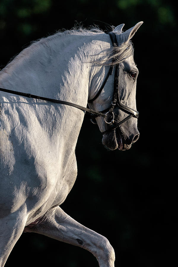 Horse Photograph - Beauty and Power by Wes and Dotty Weber