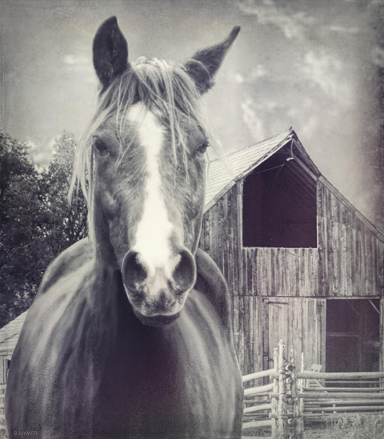 Horse Photograph - Beauty And The Barn by Barbara Hymer