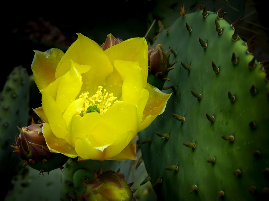 Beauty and the Beast Photograph by Terry Ann Morris - Fine Art America