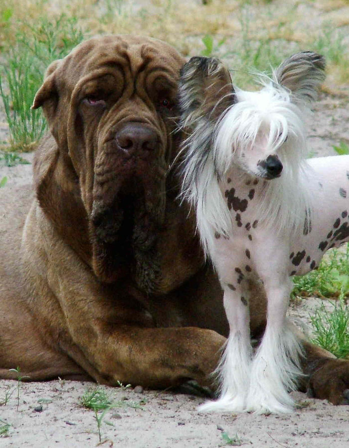 Dog Photograph - Beauty and the Beast by Vickie Roche